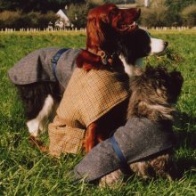 Dog Coats